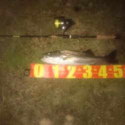 円山川シーバス