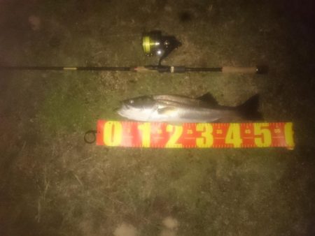 円山川シーバス