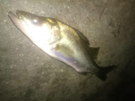 円山川チーバス