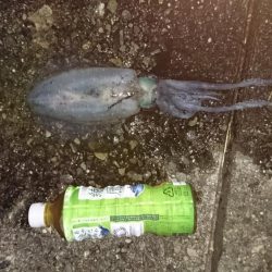 台風が来る前に行って来ました。