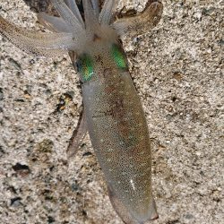 大きくなれよぅ