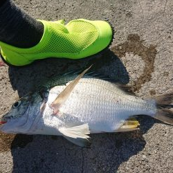 メタルバイブで釣れたもの