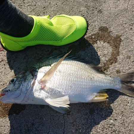 メタルバイブで釣れたもの