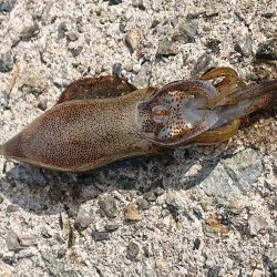 小さいイ~カみ~つけた~♪