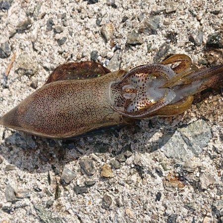 小さいイ~カみ~つけた~♪