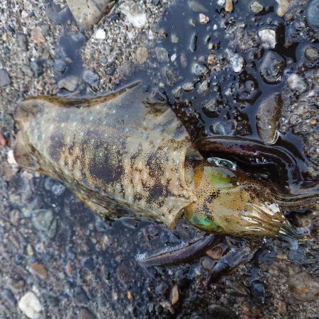 久しぶりの良型！