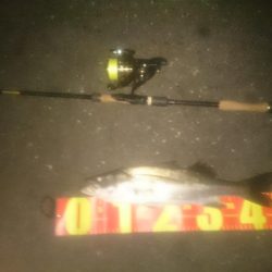 円山川シーバス