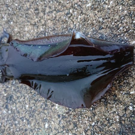 雨にも負けずイカを釣る