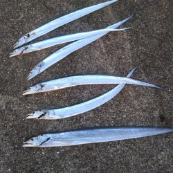 太刀魚&青物調査