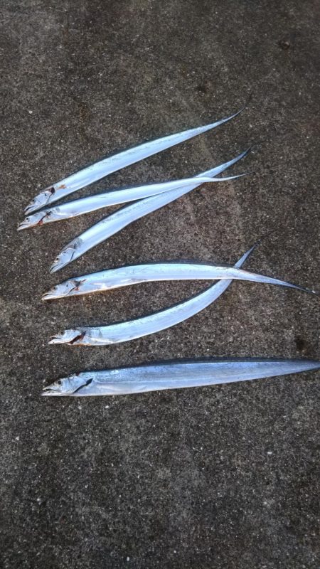 太刀魚&青物調査