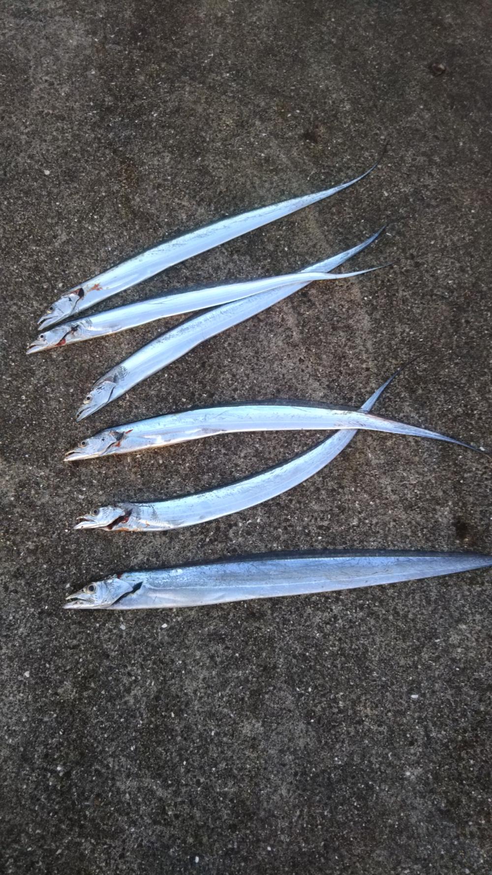 太刀魚＆青物調査