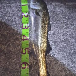 マイワシパターン??