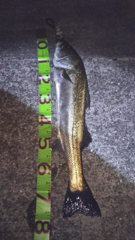 マイワシパターン??