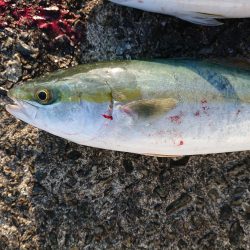 でかいのがほしかった