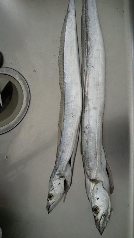 青岸タチウオ調査