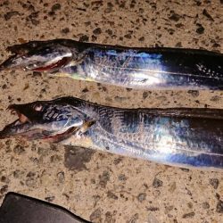 平日無理やり釣行!