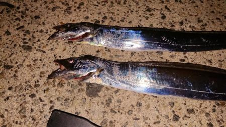 平日無理やり釣行!