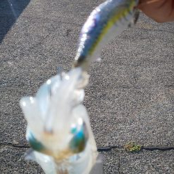 渋い?まだ早い?それとも・・・