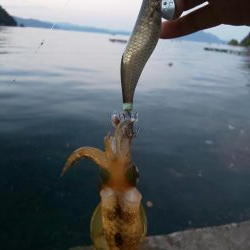 サイト不成立・・・