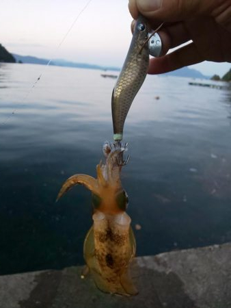 サイト不成立・・・