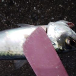 南港の状況調査釣行