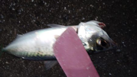 南港の状況調査釣行