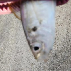 今日もタチウオ調査､結果は・・・