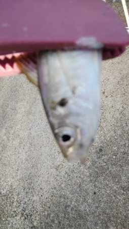 今日もタチウオ調査､結果は・・・