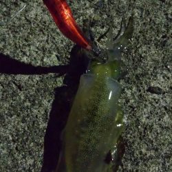 今シーズン初エギング