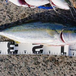 ショアハマチ！