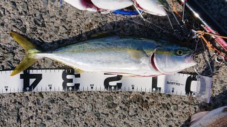 ショアハマチ！