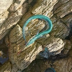 また、お前か！！