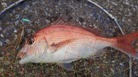 真昼間にショアジギ(ソウダガツオ、真鯛)