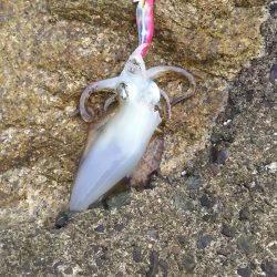 エギング&ライトショアジギ