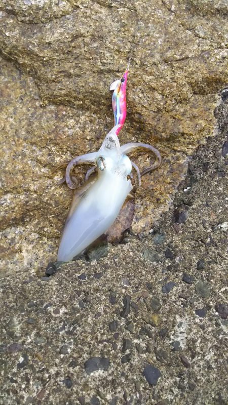 エギング&ライトショアジギ