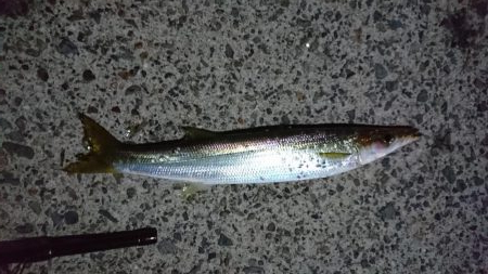 色々～＼(^-^)／