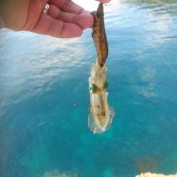 越前地磯の新子