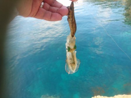 越前地磯の新子