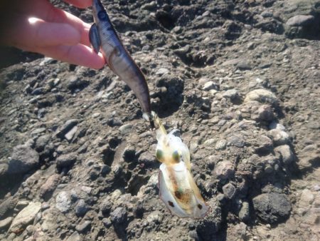 越前地磯の秋イカ