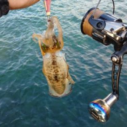 仕事合間の新子調査