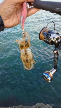 仕事合間の新子調査