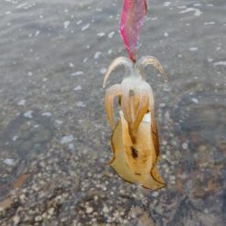 仕事前後にエギング