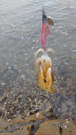 仕事前後にエギング