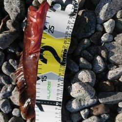 シーバス&ロックフィッシュ