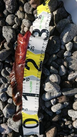 シーバス&ロックフィッシュ