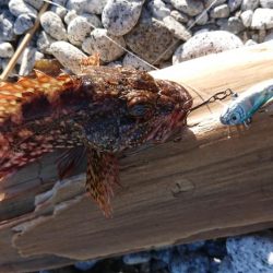 シーバス&ロックフィッシュ