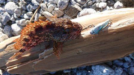 シーバス&ロックフィッシュ