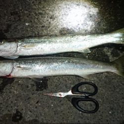 デカかますがやって来た