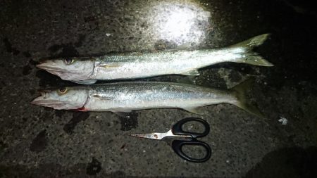 デカかますがやって来た