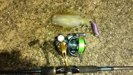 相方と秋アオリ一発目♪